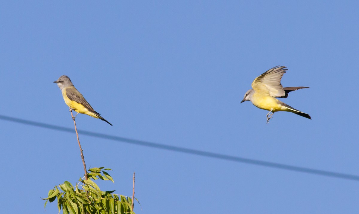 Western Kingbird - ML179969641