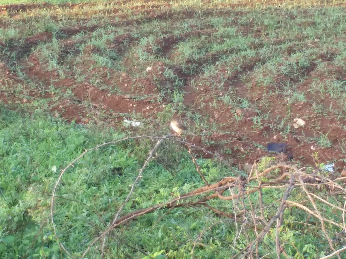 Plain Prinia - ML179969701