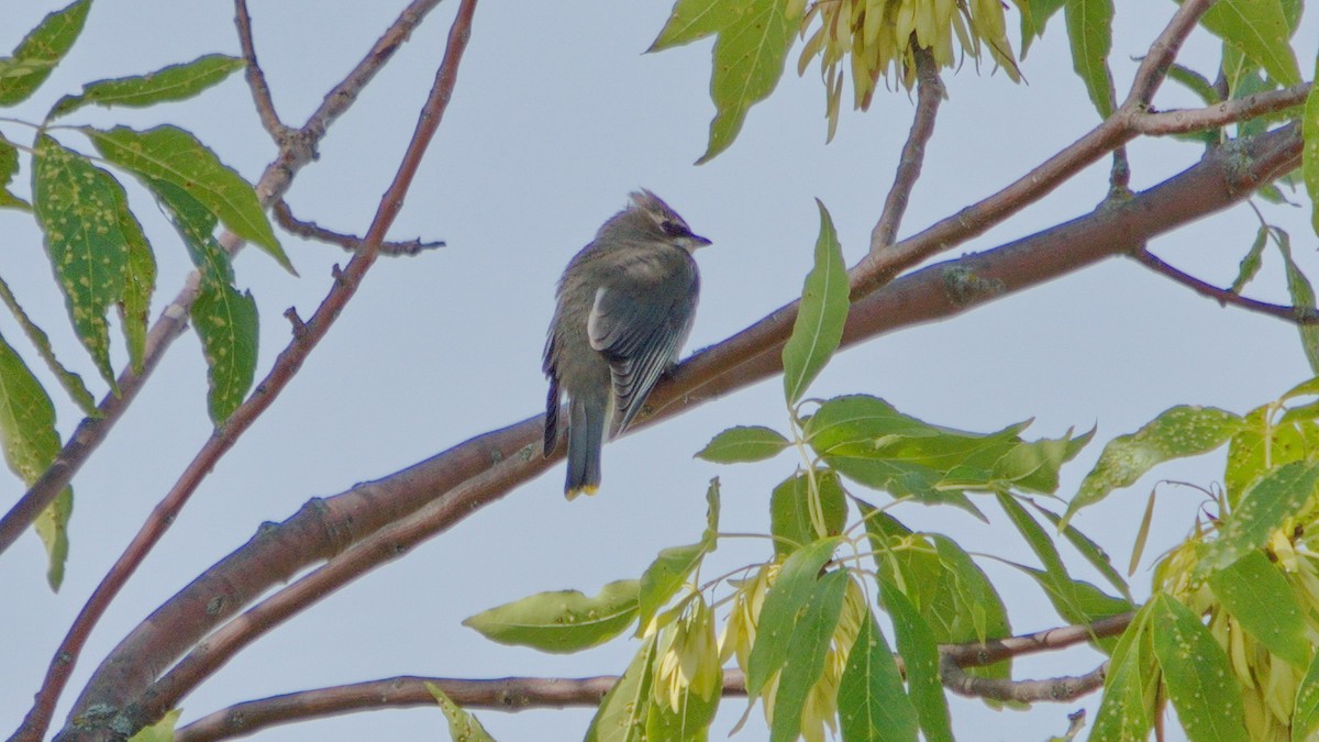 Cedar Waxwing - ML179969791