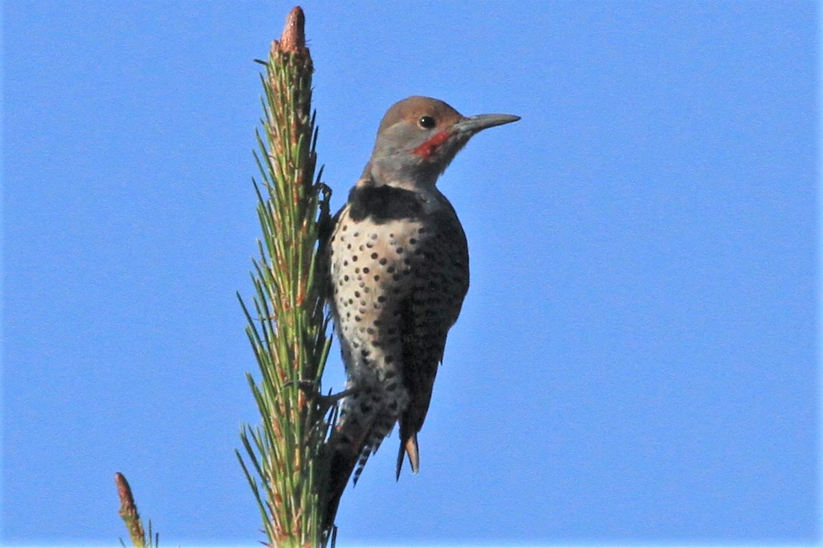 Northern Flicker (Red-shafted) - ML179969861