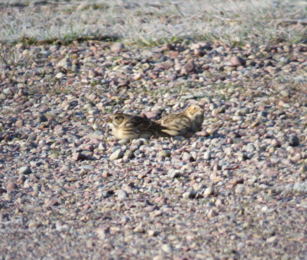 Lapland Longspur - ML179969901