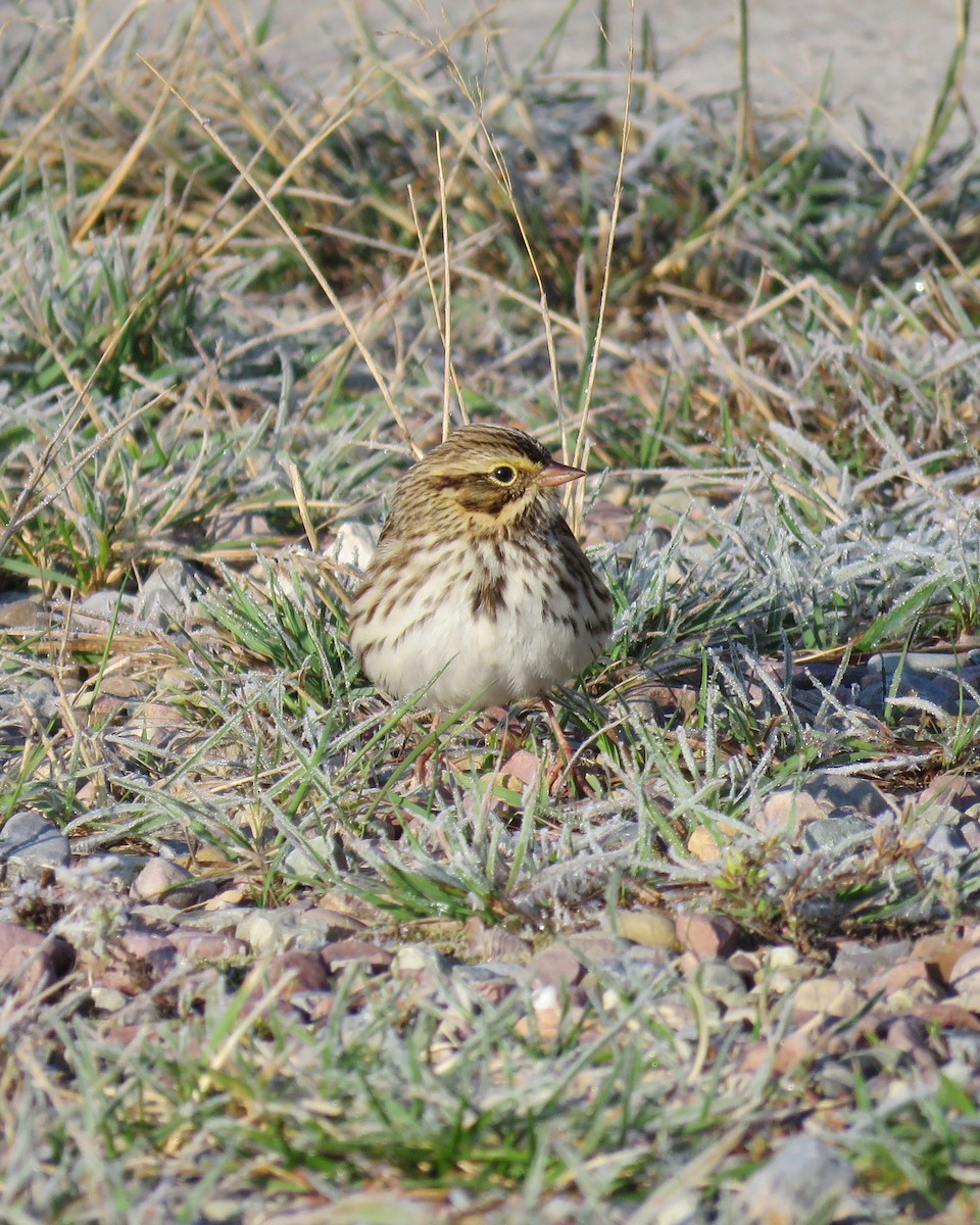 Savannah Sparrow - ML179969931