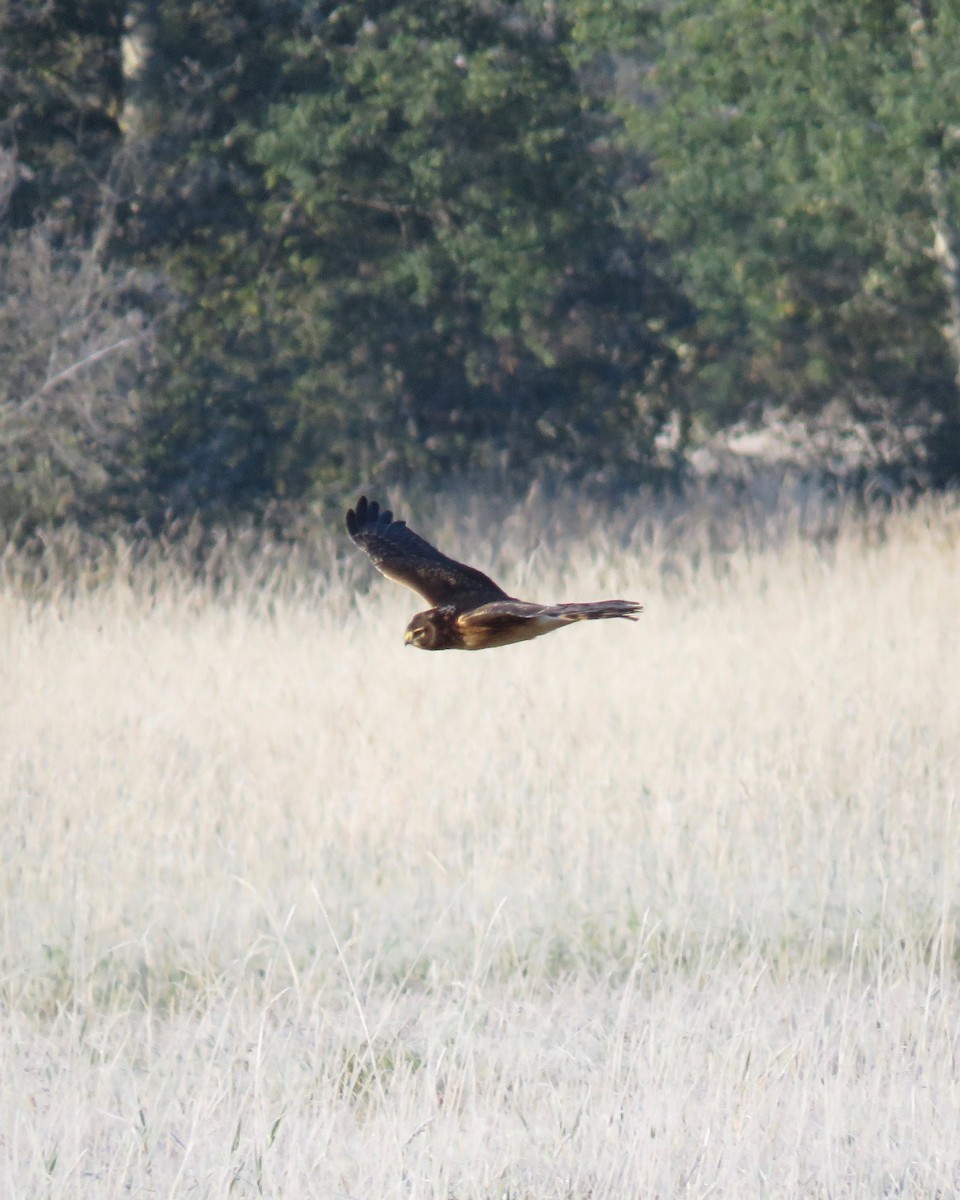 Northern Harrier - ML179969991
