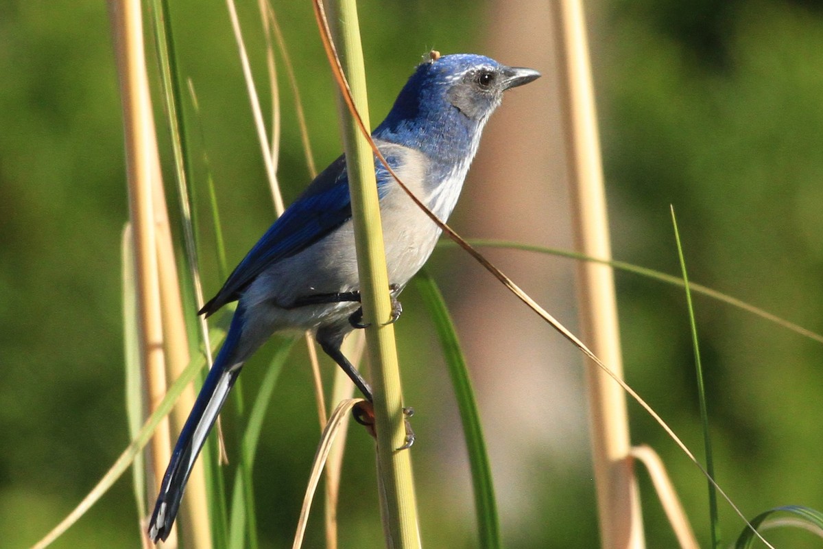 California Scrub-Jay - ML179970081