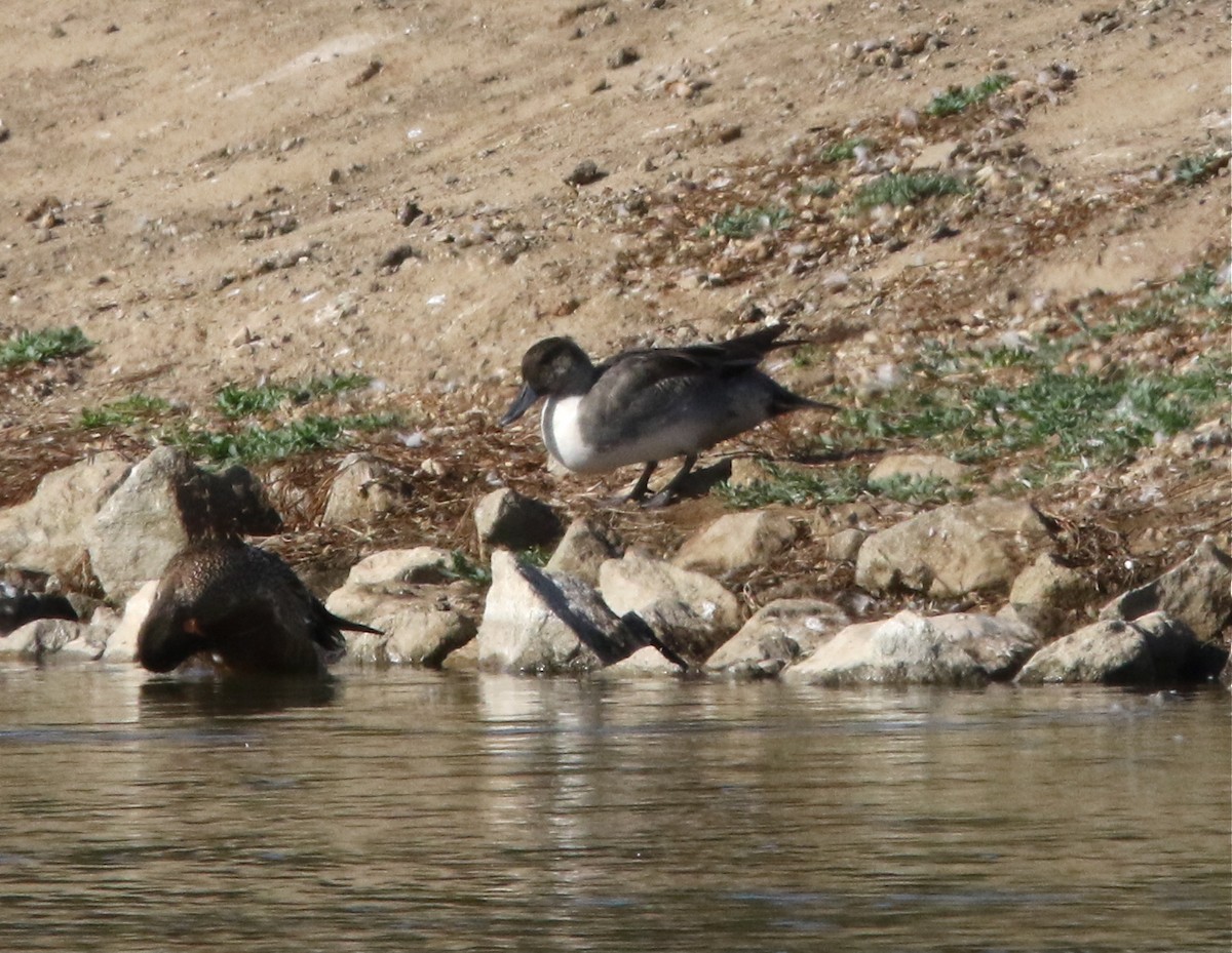 Northern Pintail - ML179970541