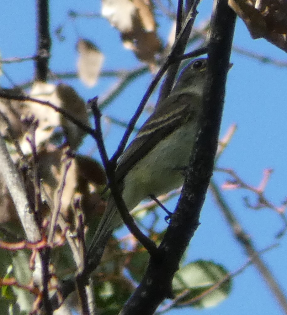 Alder Flycatcher - ML179970831