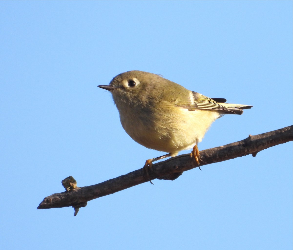 Ruby-crowned Kinglet - Pair of Wing-Nuts