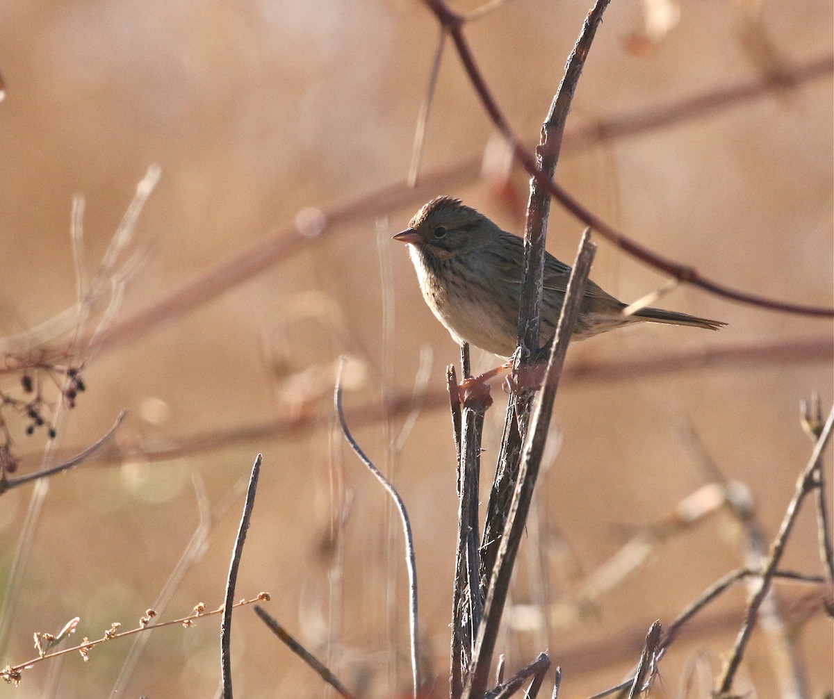 Lincoln's Sparrow - Pair of Wing-Nuts