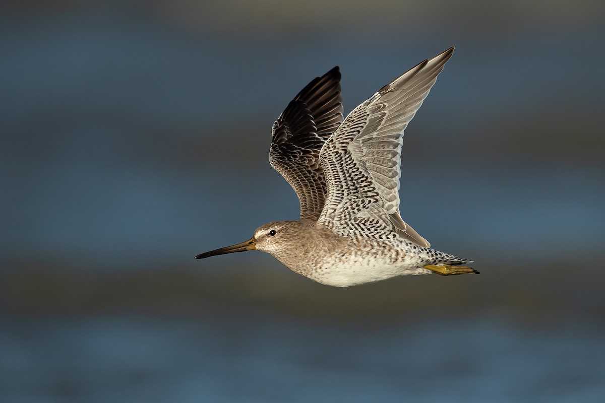 Short-billed Dowitcher - Dorian Anderson