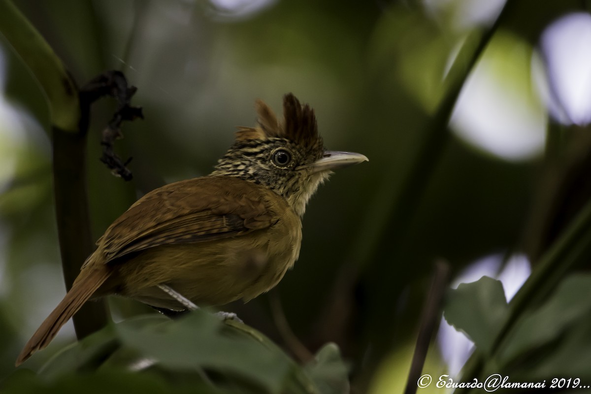 Barred Antshrike - ML179972181