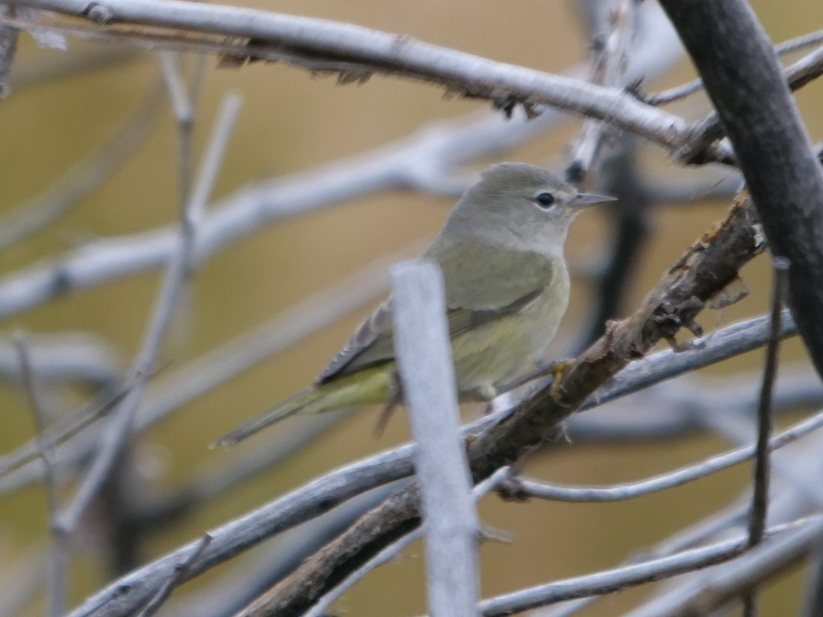 Orange-crowned Warbler - ML179973061
