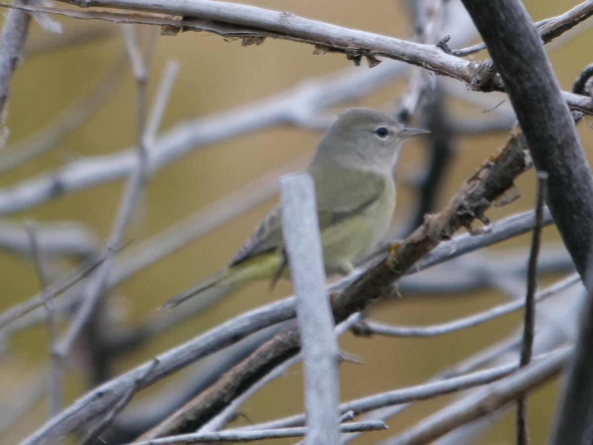 Orange-crowned Warbler - ML179973071