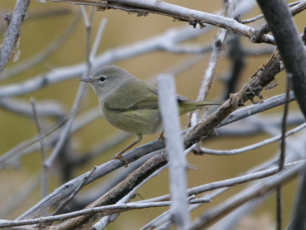 Orange-crowned Warbler - ML179973081