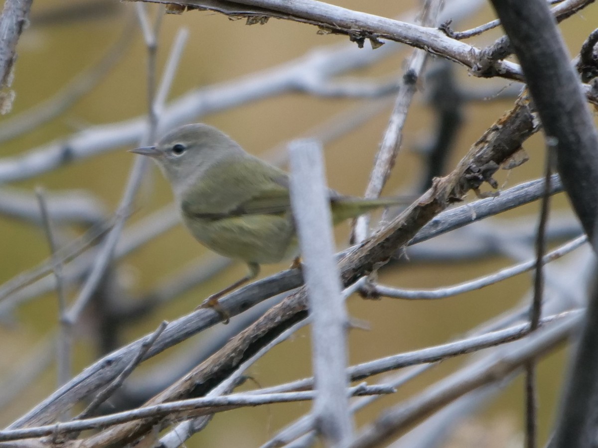 Orange-crowned Warbler - ML179973091