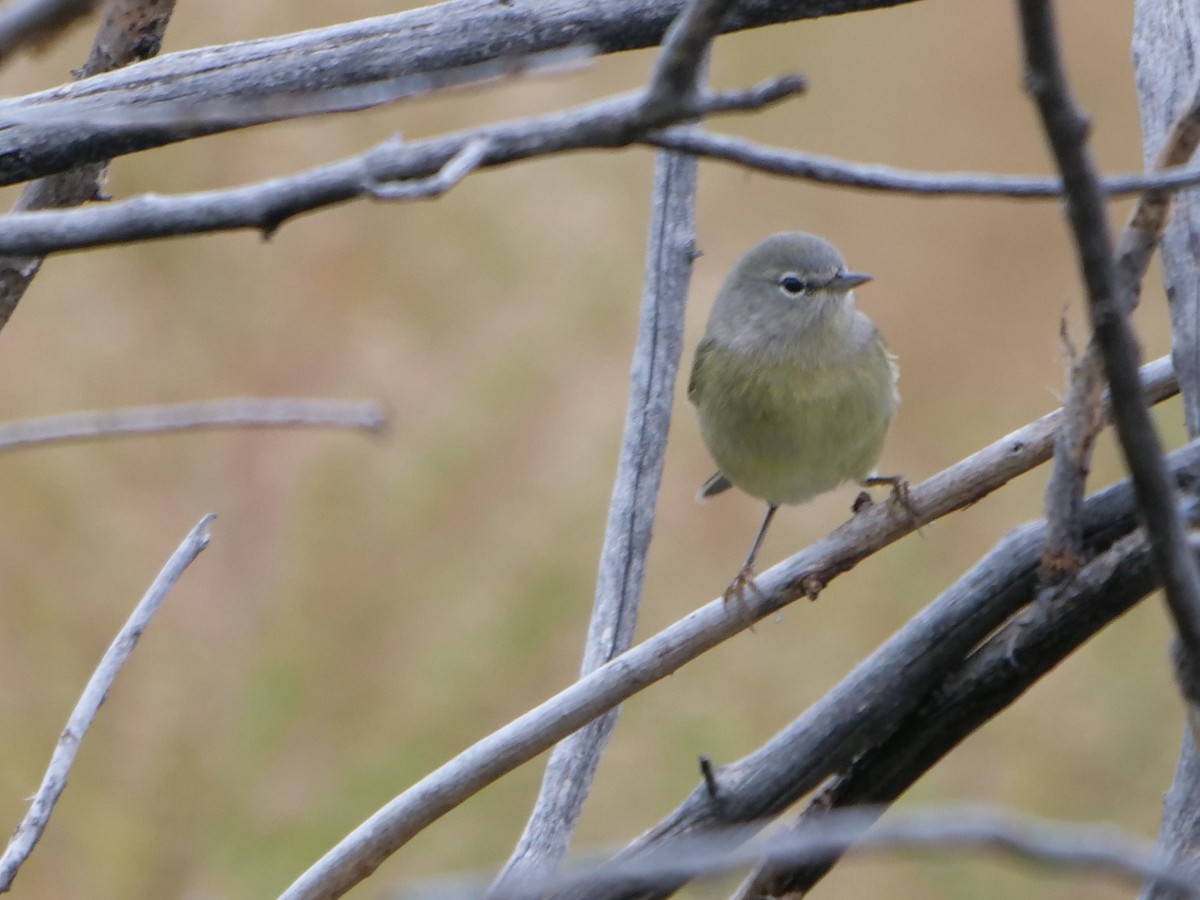 Orange-crowned Warbler - ML179973101