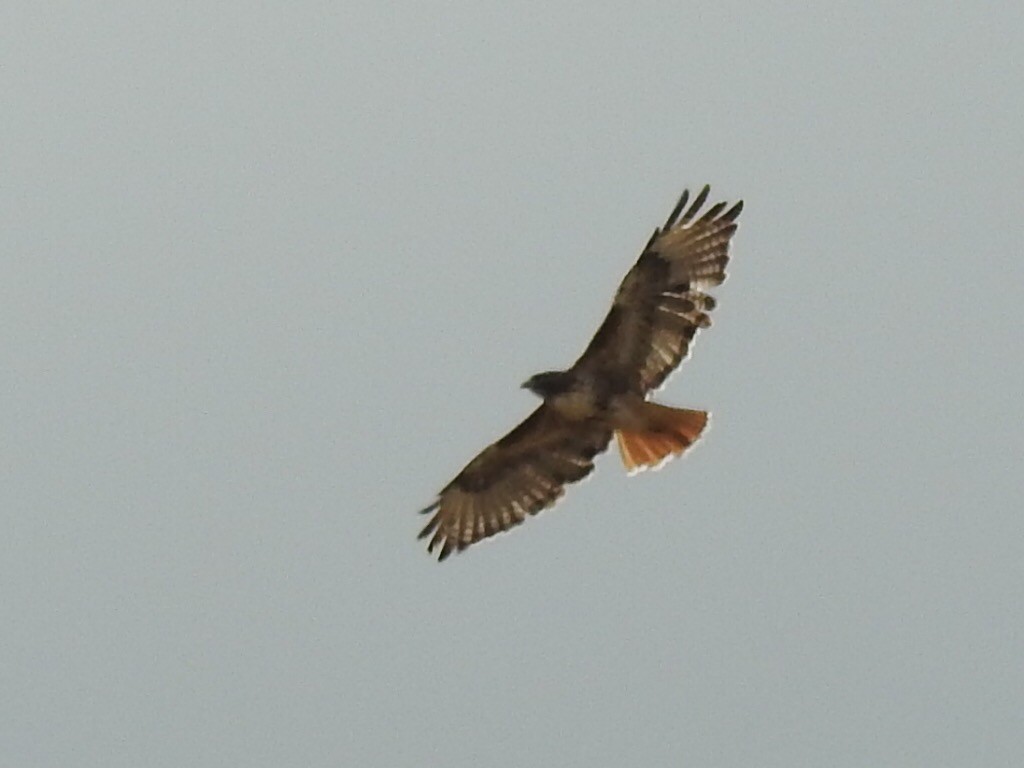 Red-tailed Hawk - ML179973711