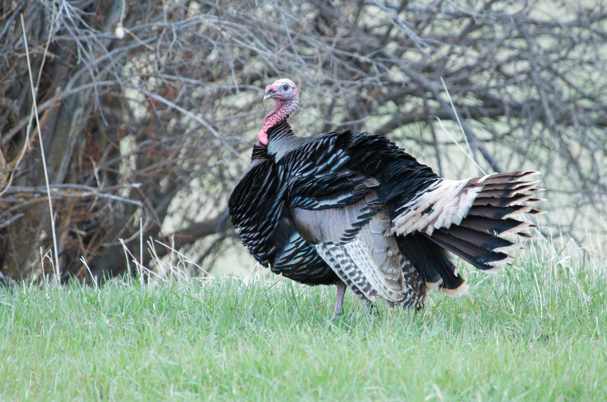 Wild Turkey - ML179973941