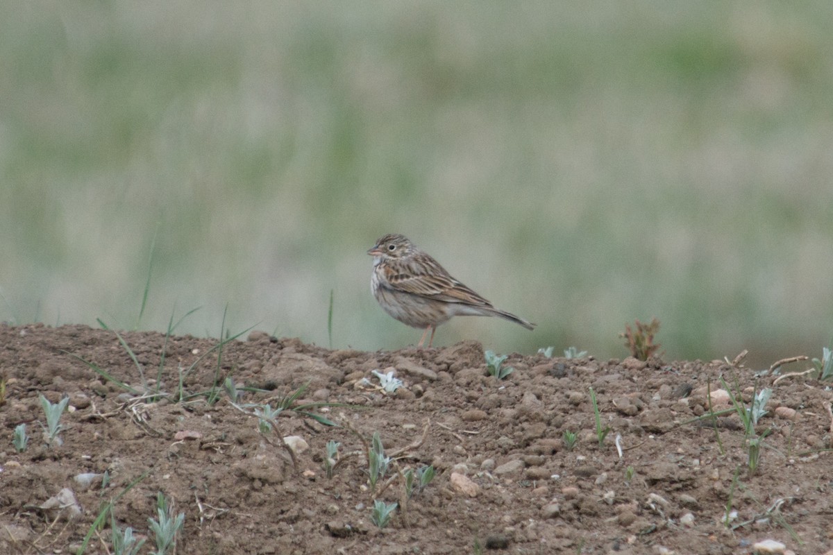 Vesper Sparrow - ML179973951