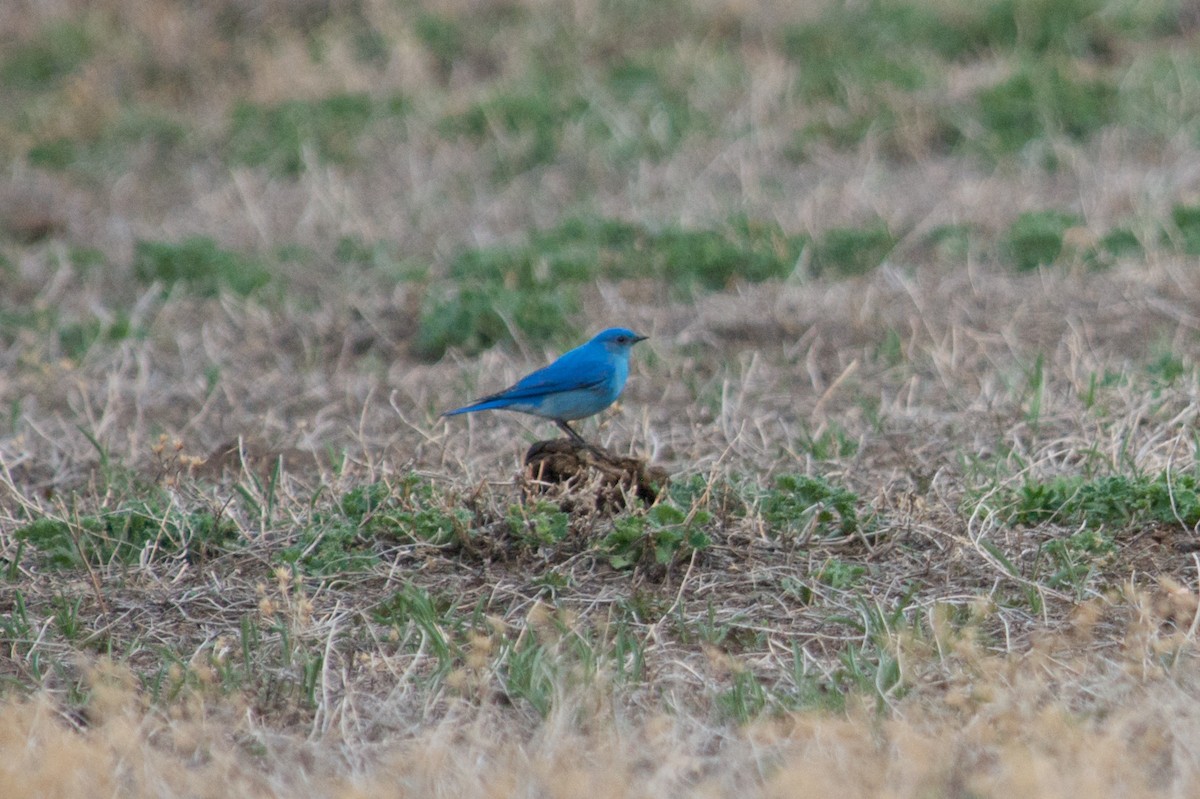 Mountain Bluebird - ML179974021