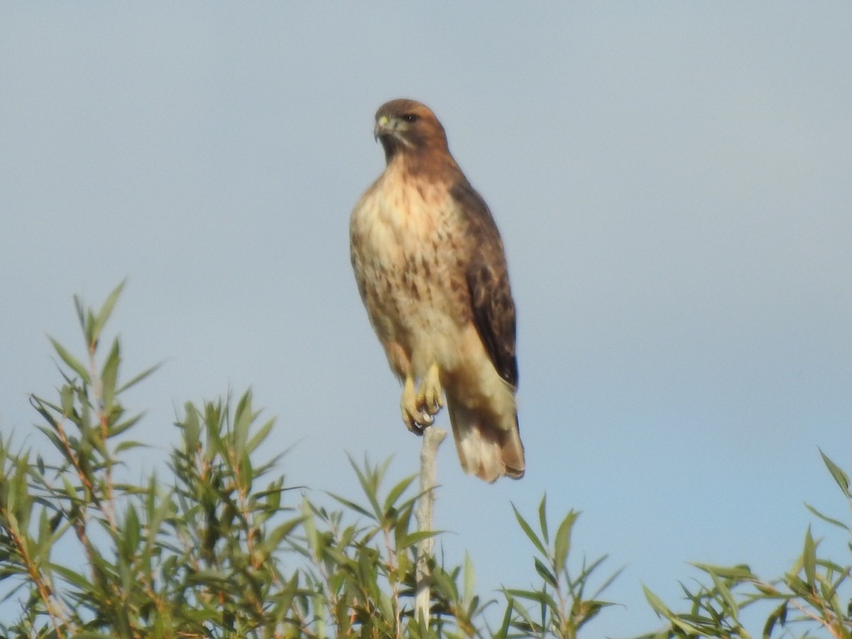 Red-tailed Hawk - ML179974661