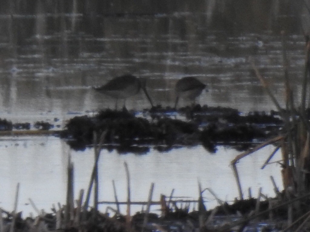 Long-billed Dowitcher - ML179976541