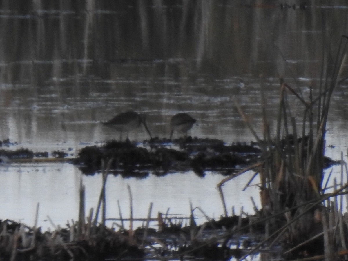 Long-billed Dowitcher - ML179976551