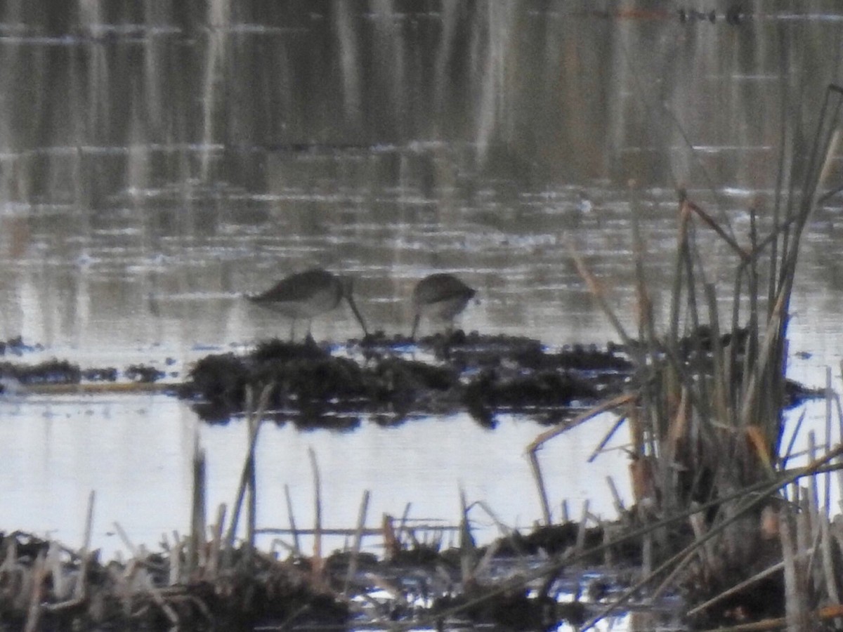 Long-billed Dowitcher - ML179977981