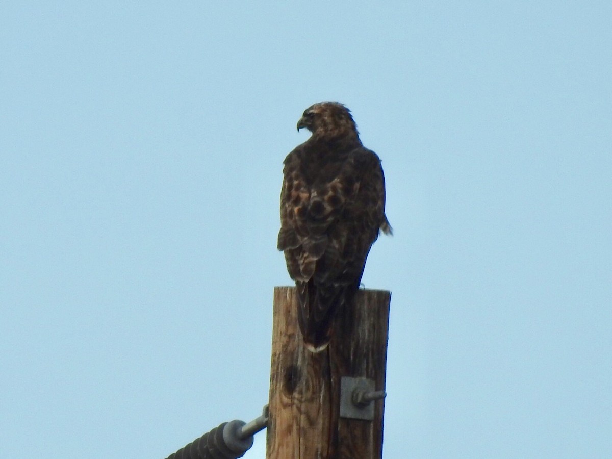 Red-tailed Hawk - ML179979811