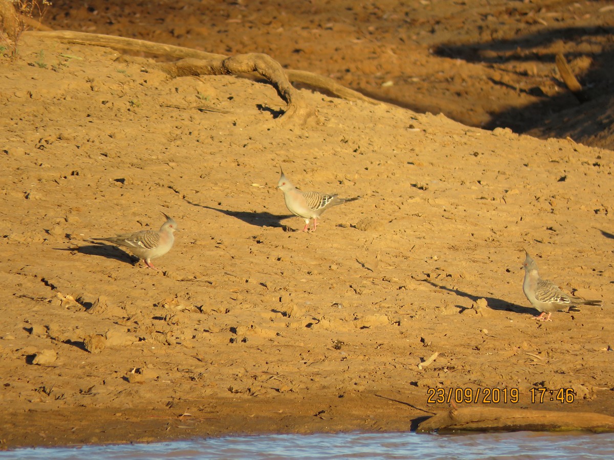 Crested Pigeon - Norton Gill