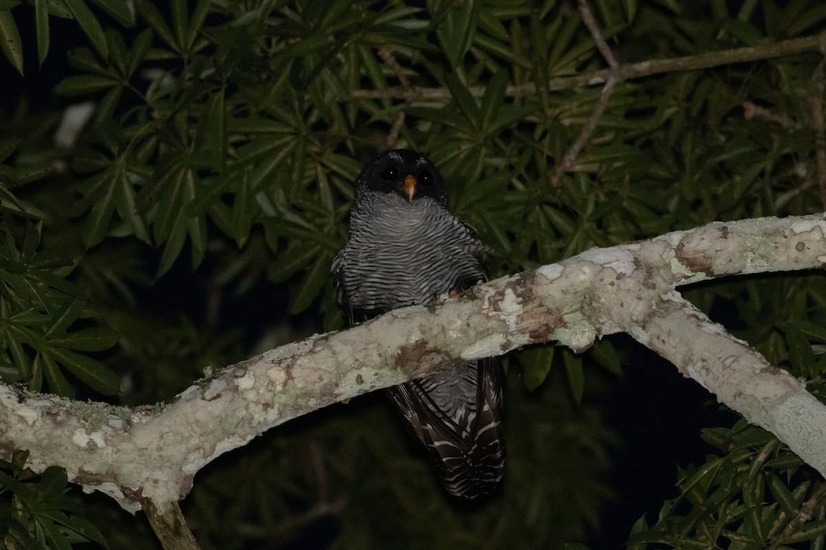 Black-and-white Owl - Francis Canto Jr