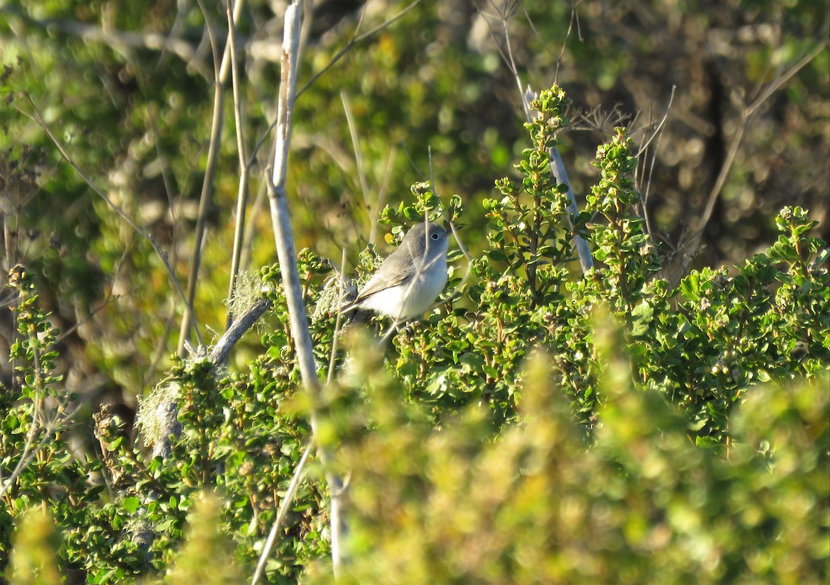 Blue-gray Gnatcatcher - ML179983651