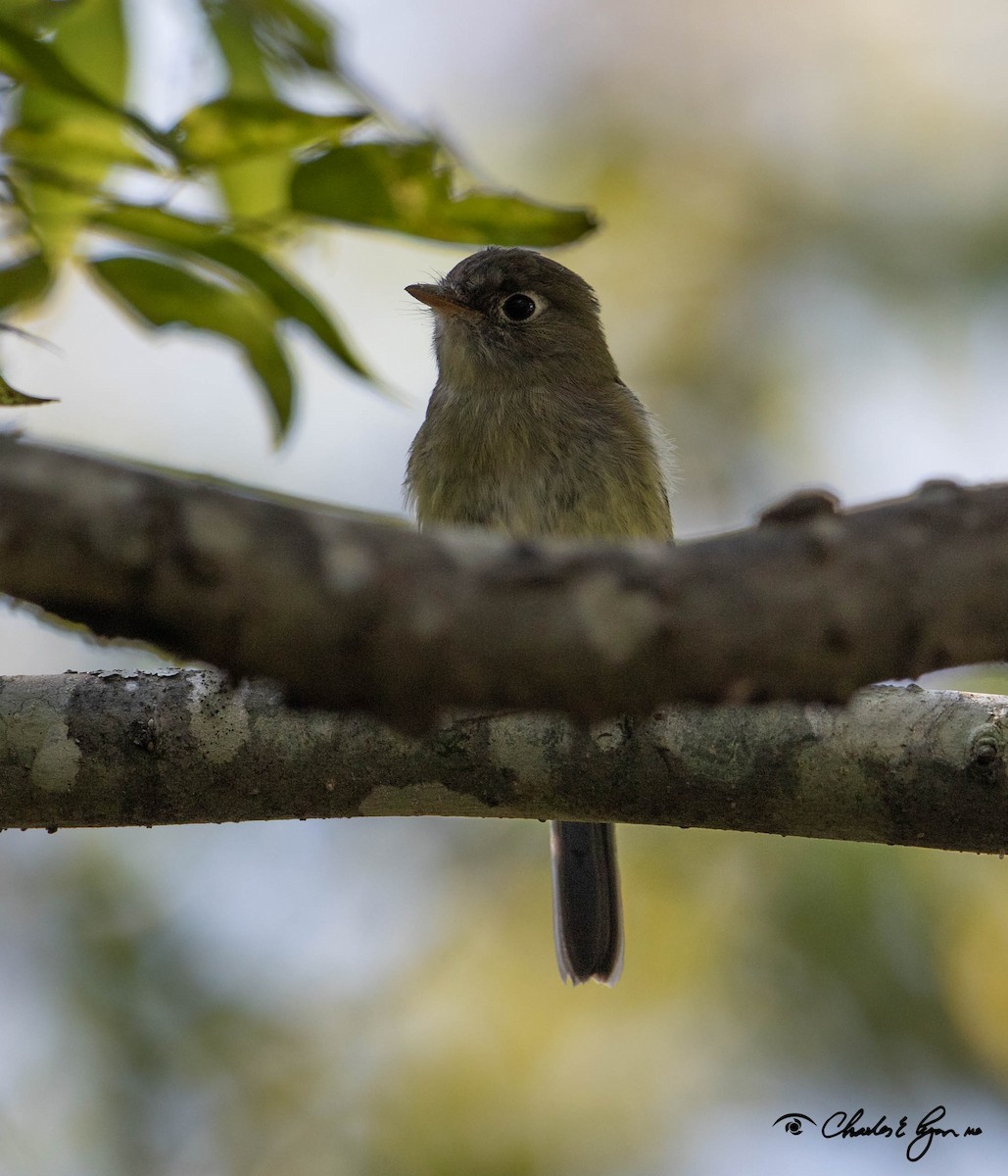 Yellow-bellied Flycatcher - Charles Lyon