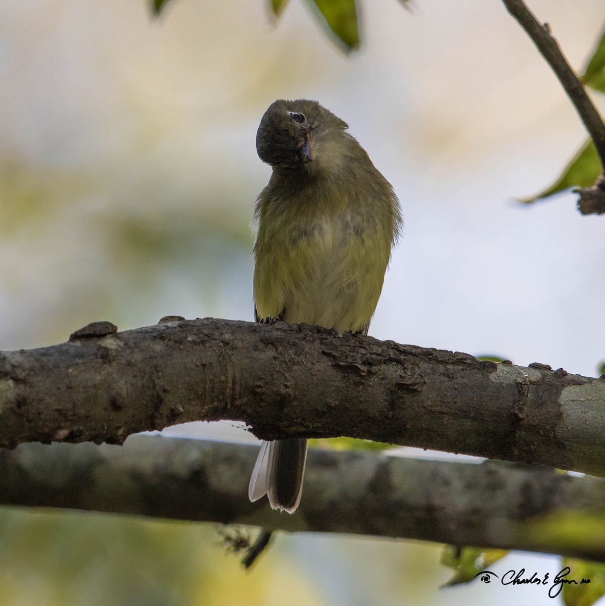 Yellow-bellied Flycatcher - Charles Lyon