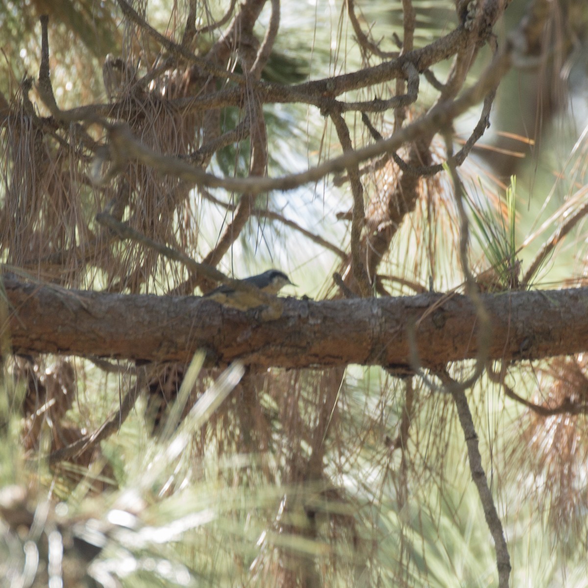 Red-breasted Nuthatch - ML179986251