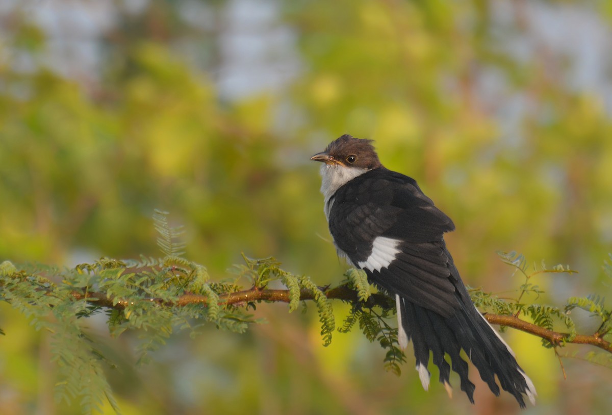 Pied Cuckoo - ML179987471