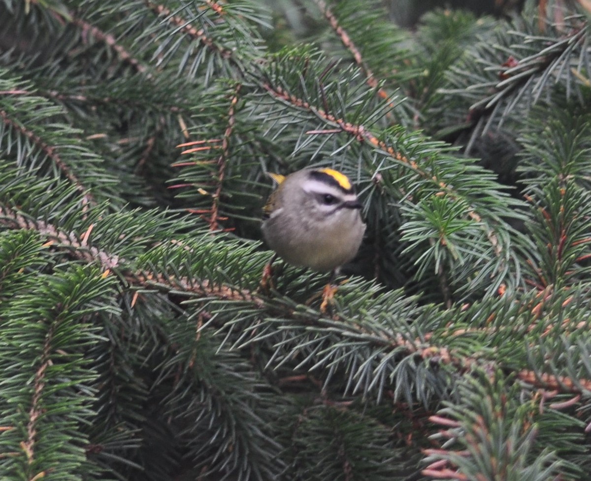 Golden-crowned Kinglet - Bill Tweit