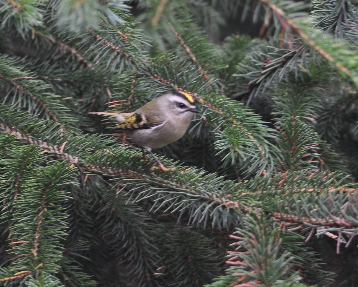 Golden-crowned Kinglet - Bill Tweit