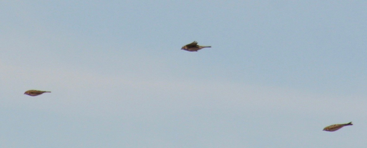 Lapland Longspur - ML179988031