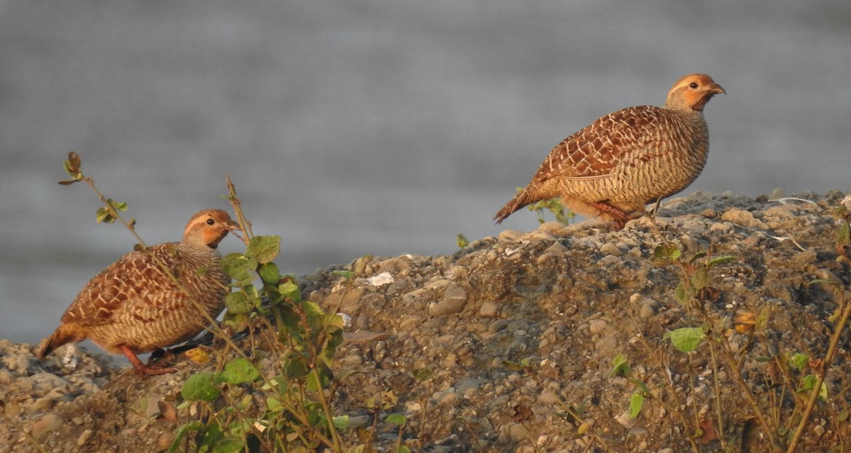 Gray Francolin - Sahana M