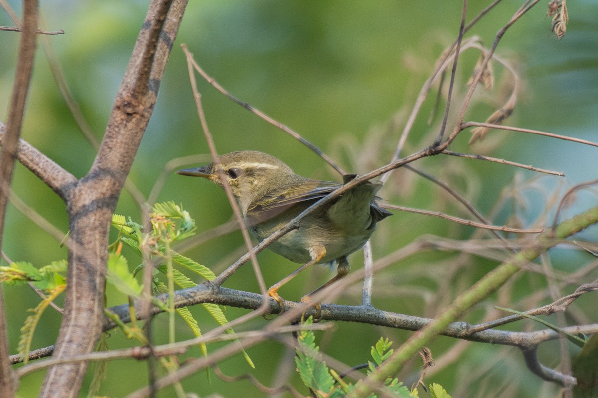 Phylloscopus sp. - ML179990291