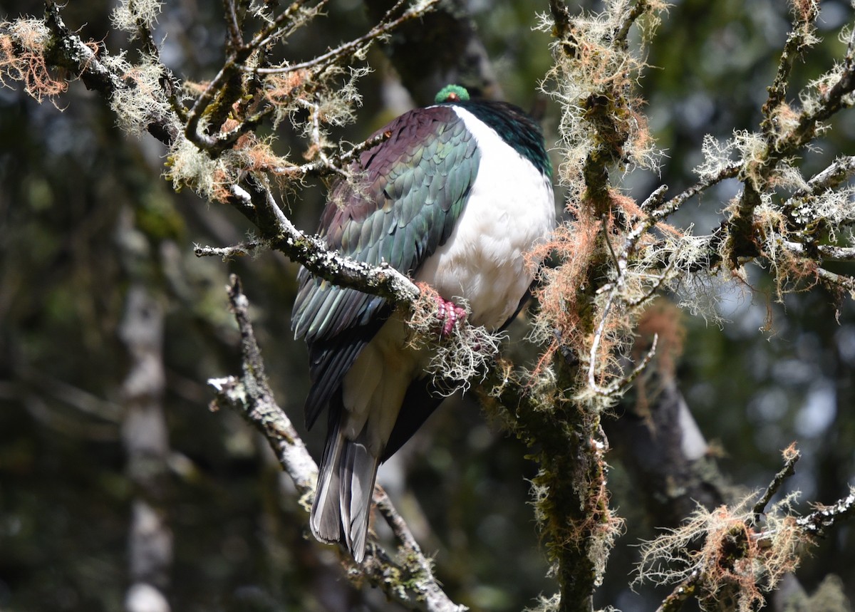 holub maorský - ML179991131