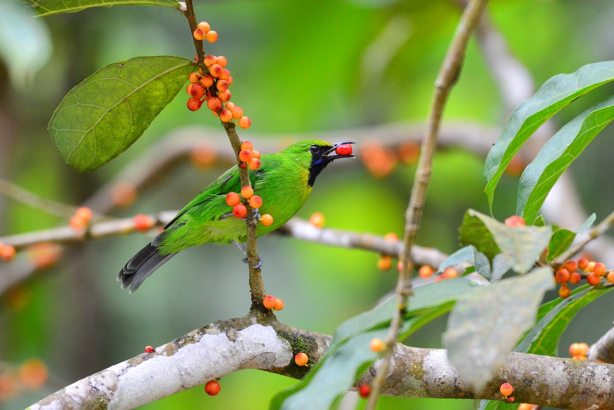 Lesser Green Leafbird - Harn Sheng Khor