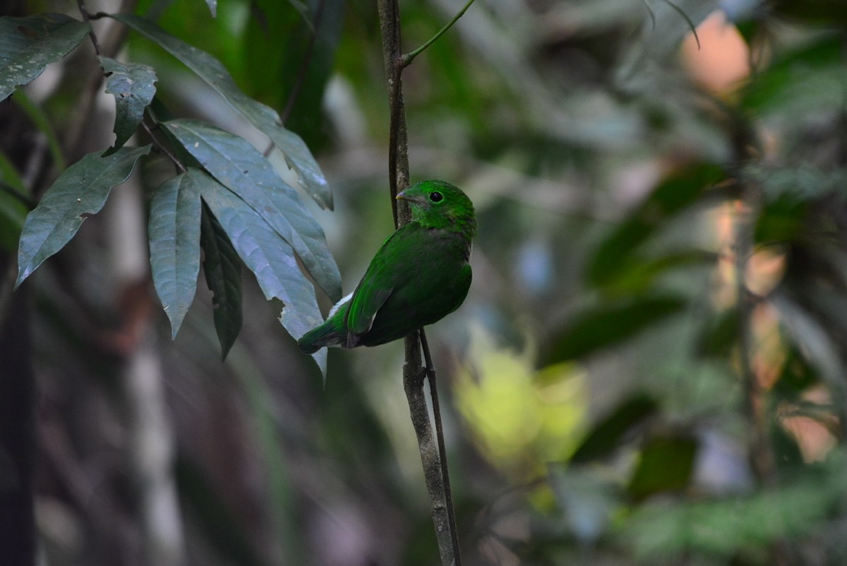 Green Broadbill - ML179992151