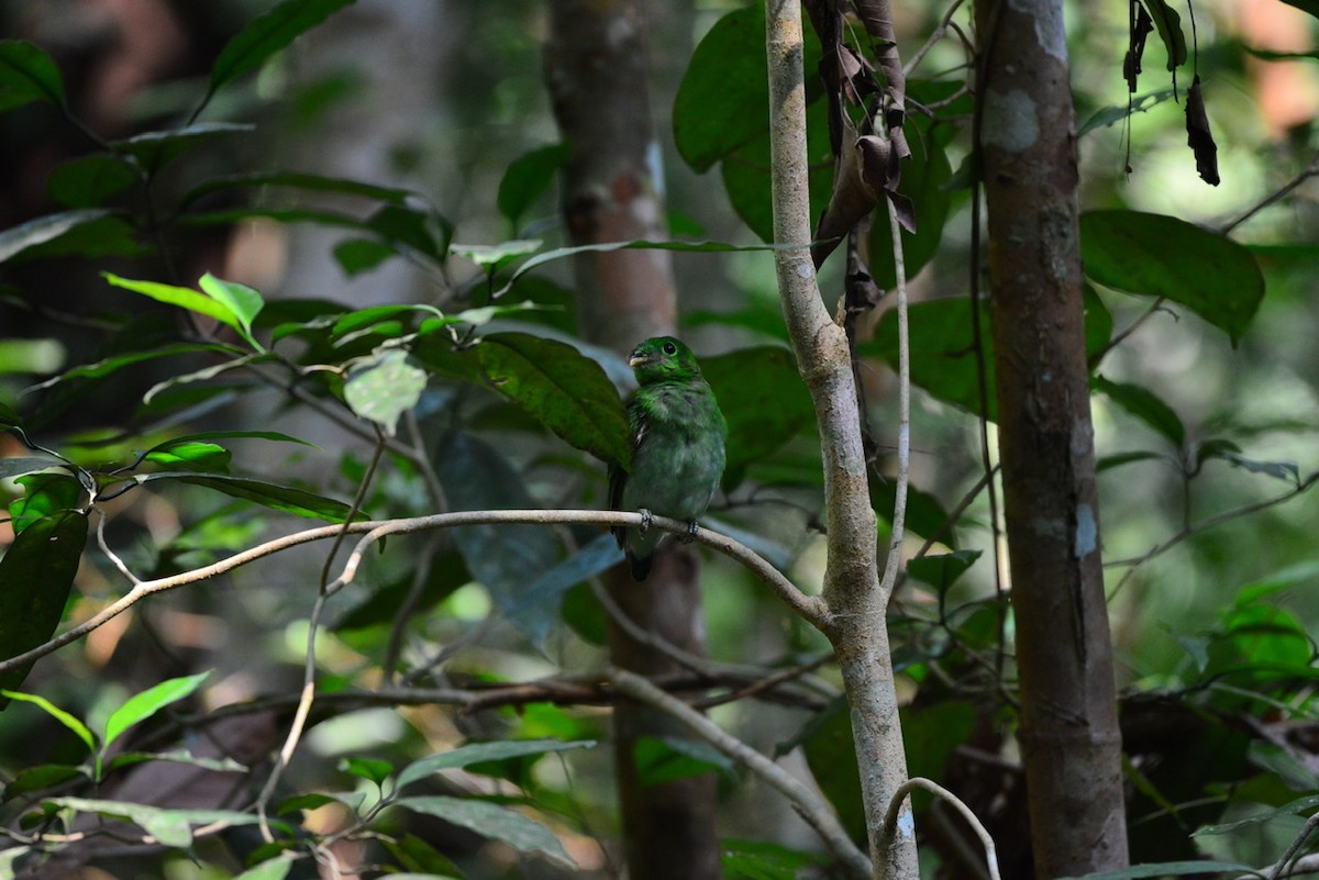 Green Broadbill - ML179992161