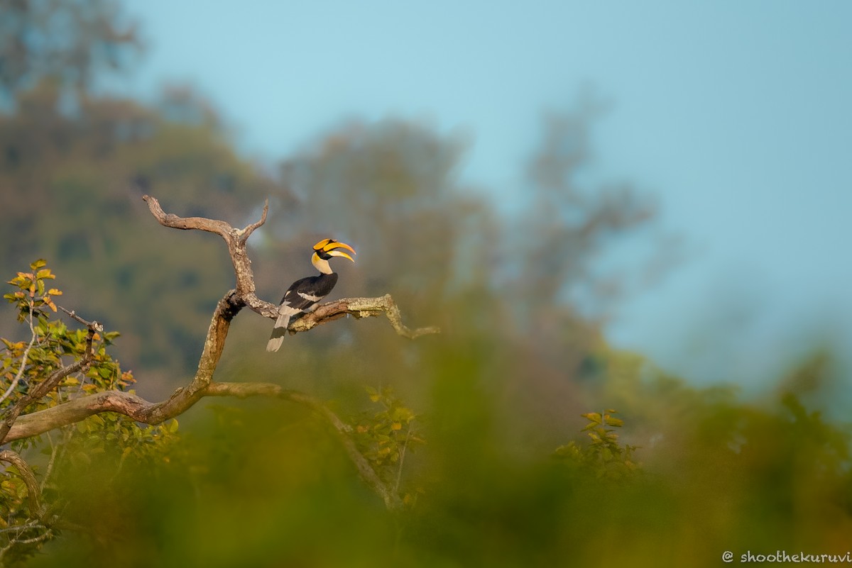 Great Hornbill - ML179993271