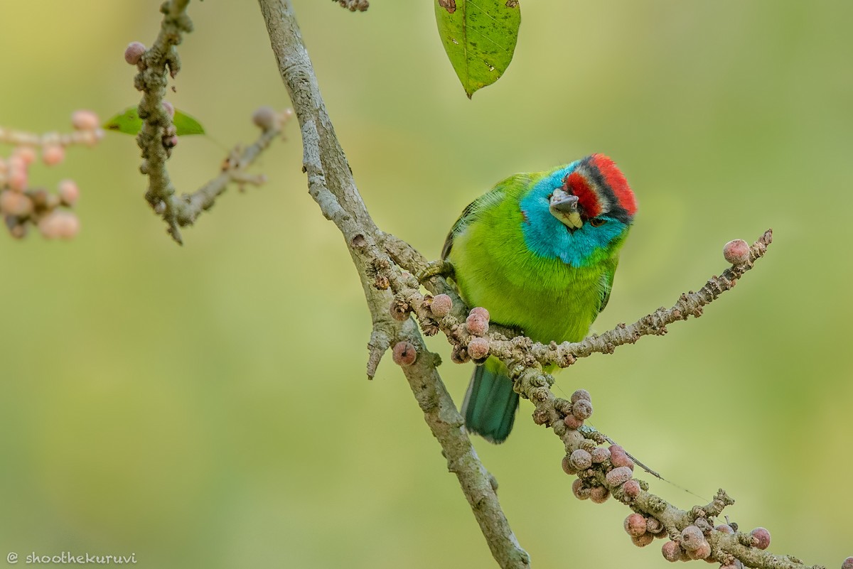 Blue-throated Barbet - ML179993291