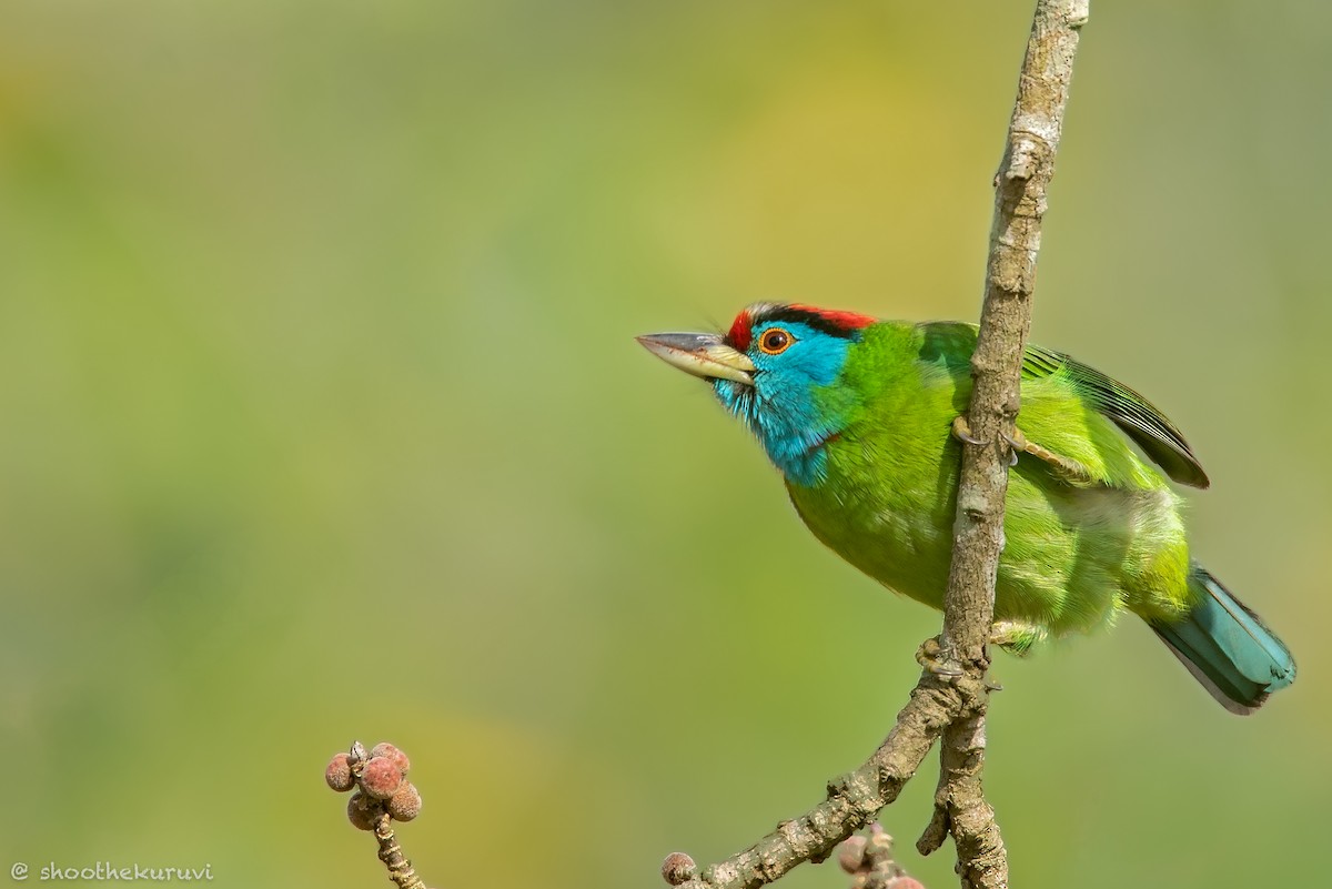 Blue-throated Barbet - ML179993301