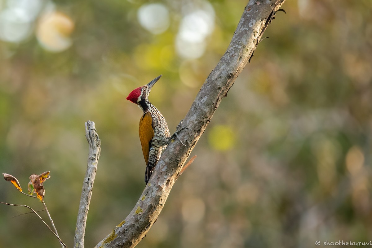 Greater Flameback - ML179993311