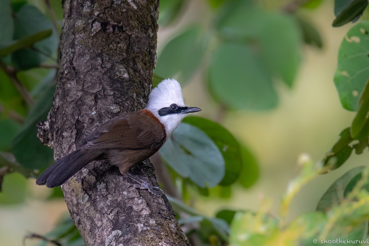 White-crested Laughingthrush - ML179993321