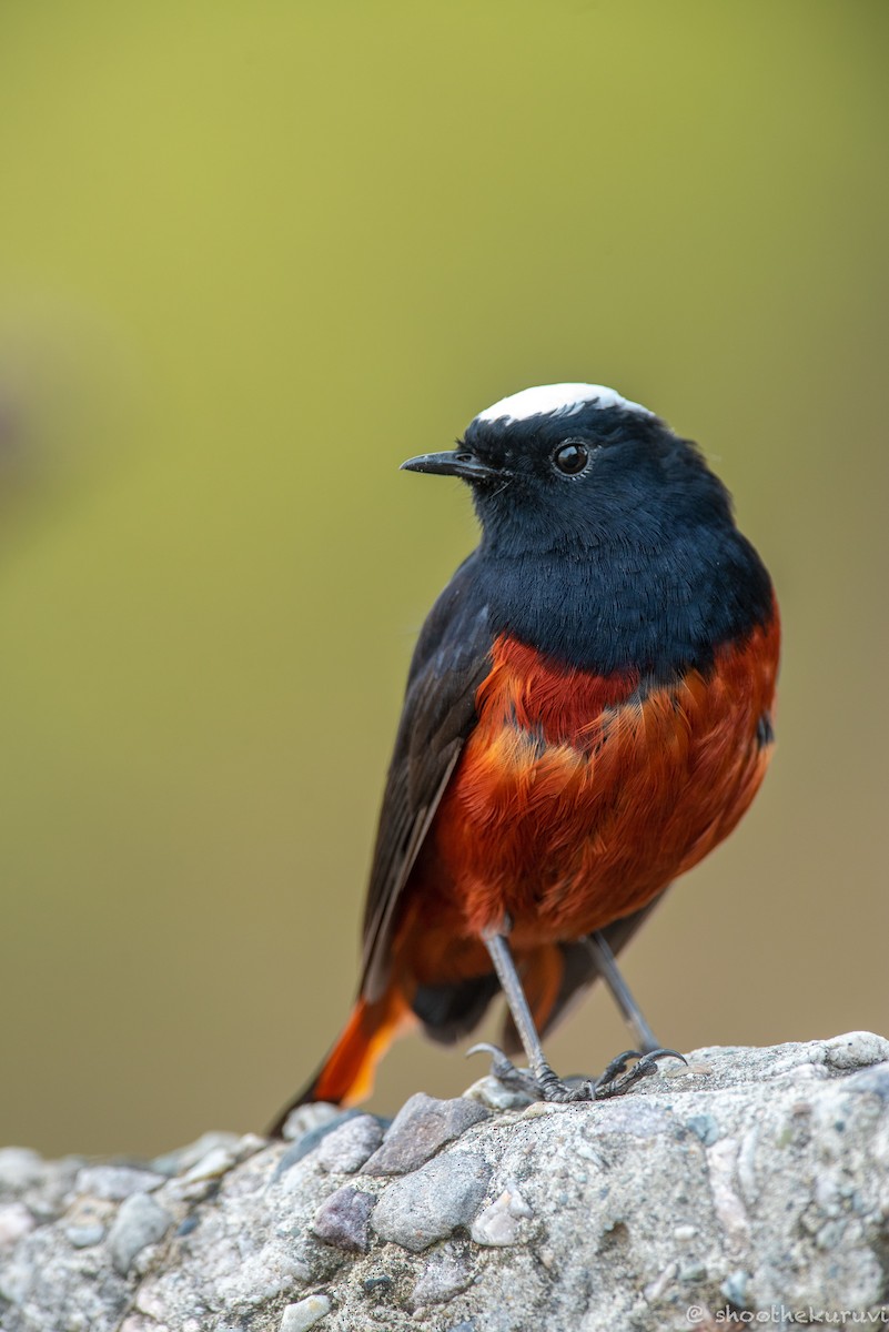White-capped Redstart - ML179993331